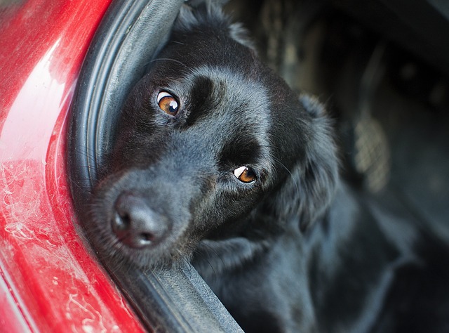 černý pes v autě