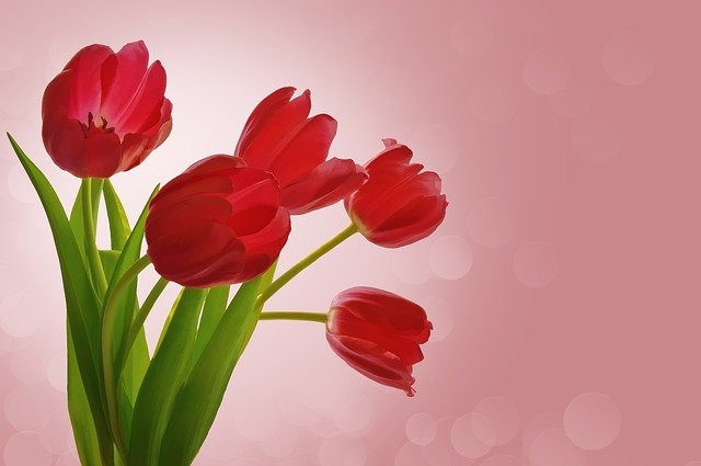 kytice červených tulipánů